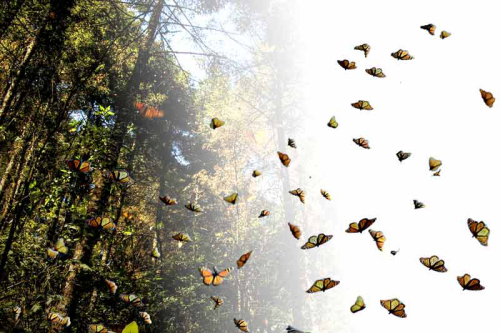 mariposa-monarca